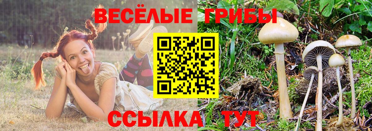 Псилоцибиновые грибы Psilocybe Когалым